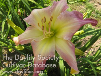 Daylily All Eyes on Me